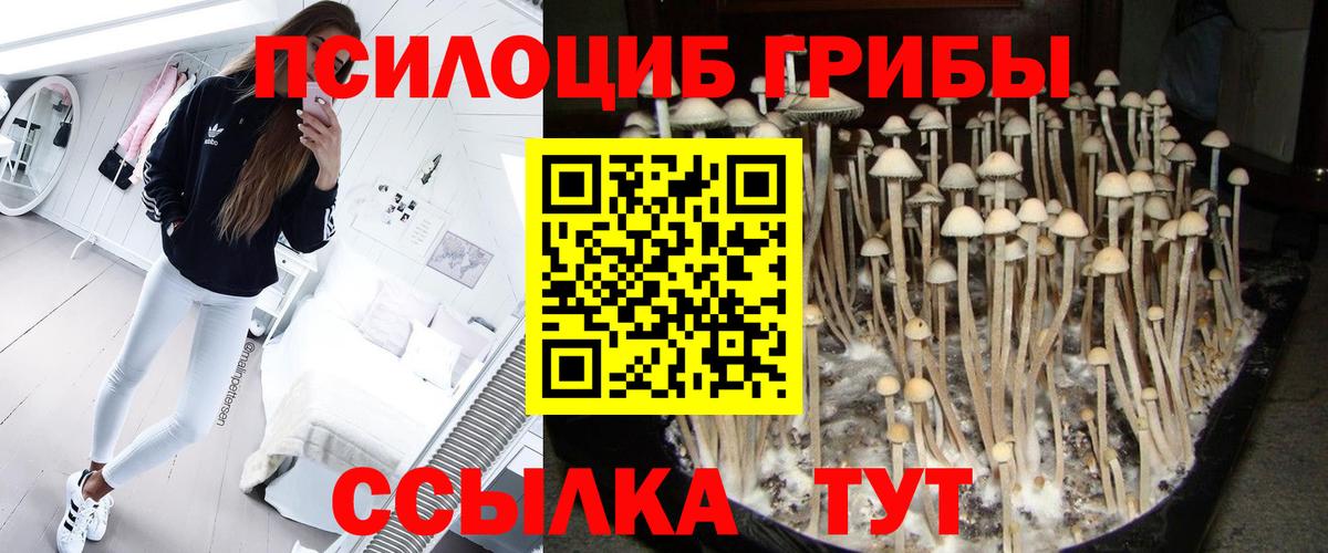 Курчатов  Галлюциногенные грибы Psilocybine cubensis  Вход с VPN  Псилоцибиновые грибы прущие грибы 
